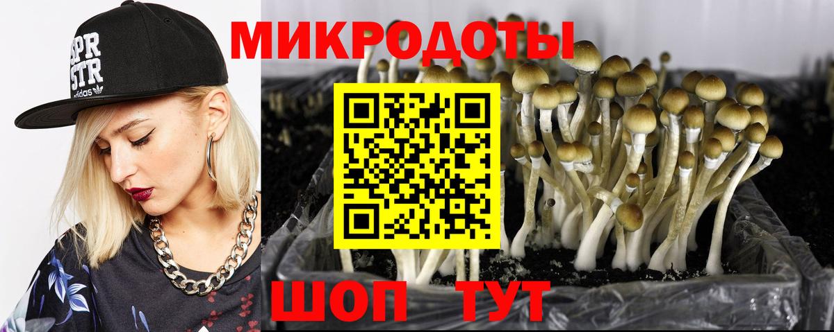 Междуреченск  Галлюциногенные грибы Psilocybine cubensis  Вход с VPN 